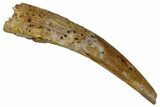 Fossil Pterosaur (Siroccopteryx) Tooth - Morocco #274274-1